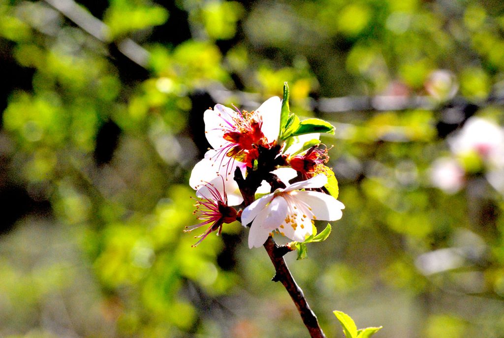 Amendoeira em Flor_Odiana