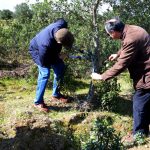 Sul Informação - Terras sem Sombra, o festival que alia Património, Música e Natureza, começou em Almodôvar