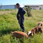 Sul Informação - O «melhor cão do mundo» é algarvio e esteve em risco de desaparecer