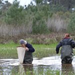 Sul Informação - Projeto Life já está a dar primeiros frutos na conservação dos charcos da Costa Vicentina