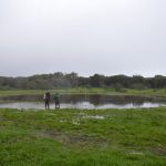 Sul Informação - Projeto Life já está a dar primeiros frutos na conservação dos charcos da Costa Vicentina