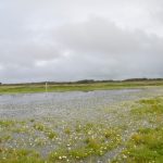 Sul Informação - Projeto Life já está a dar primeiros frutos na conservação dos charcos da Costa Vicentina