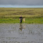 Sul Informação - Projeto Life já está a dar primeiros frutos na conservação dos charcos da Costa Vicentina