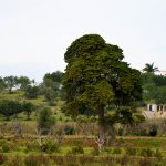 Sul Informação - Criador de vacas assassinado perto de Lagoa (atualizada e com fotos)