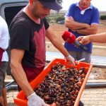 Sul Informação - FOTOGALERIA: Perceves e outros petiscos do mar para comer em Vila do Bispo