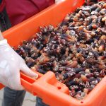 Sul Informação - FOTOGALERIA: Perceves e outros petiscos do mar para comer em Vila do Bispo