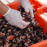 Sul Informação - FOTOGALERIA: Perceves e outros petiscos do mar para comer em Vila do Bispo