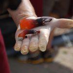 Sul Informação - FOTOGALERIA: Perceves e outros petiscos do mar para comer em Vila do Bispo