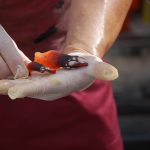 Sul Informação - FOTOGALERIA: Perceves e outros petiscos do mar para comer em Vila do Bispo