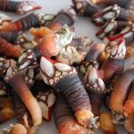 Sul Informação - FOTOGALERIA: Perceves e outros petiscos do mar para comer em Vila do Bispo