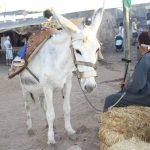 Sul Informação - FOTOGALERIA: Dias Medievais encheram ruas e Castelo de Castro Marim