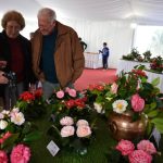 Sul Informação - Um passeio à descoberta das camélias nos jardins encantados de Monchique