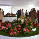 Sul Informação - Um passeio à descoberta das camélias nos jardins encantados de Monchique