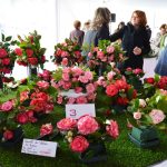 Sul Informação - Um passeio à descoberta das camélias nos jardins encantados de Monchique