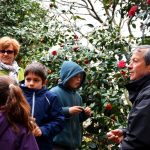 Sul Informação - Um passeio à descoberta das camélias nos jardins encantados de Monchique