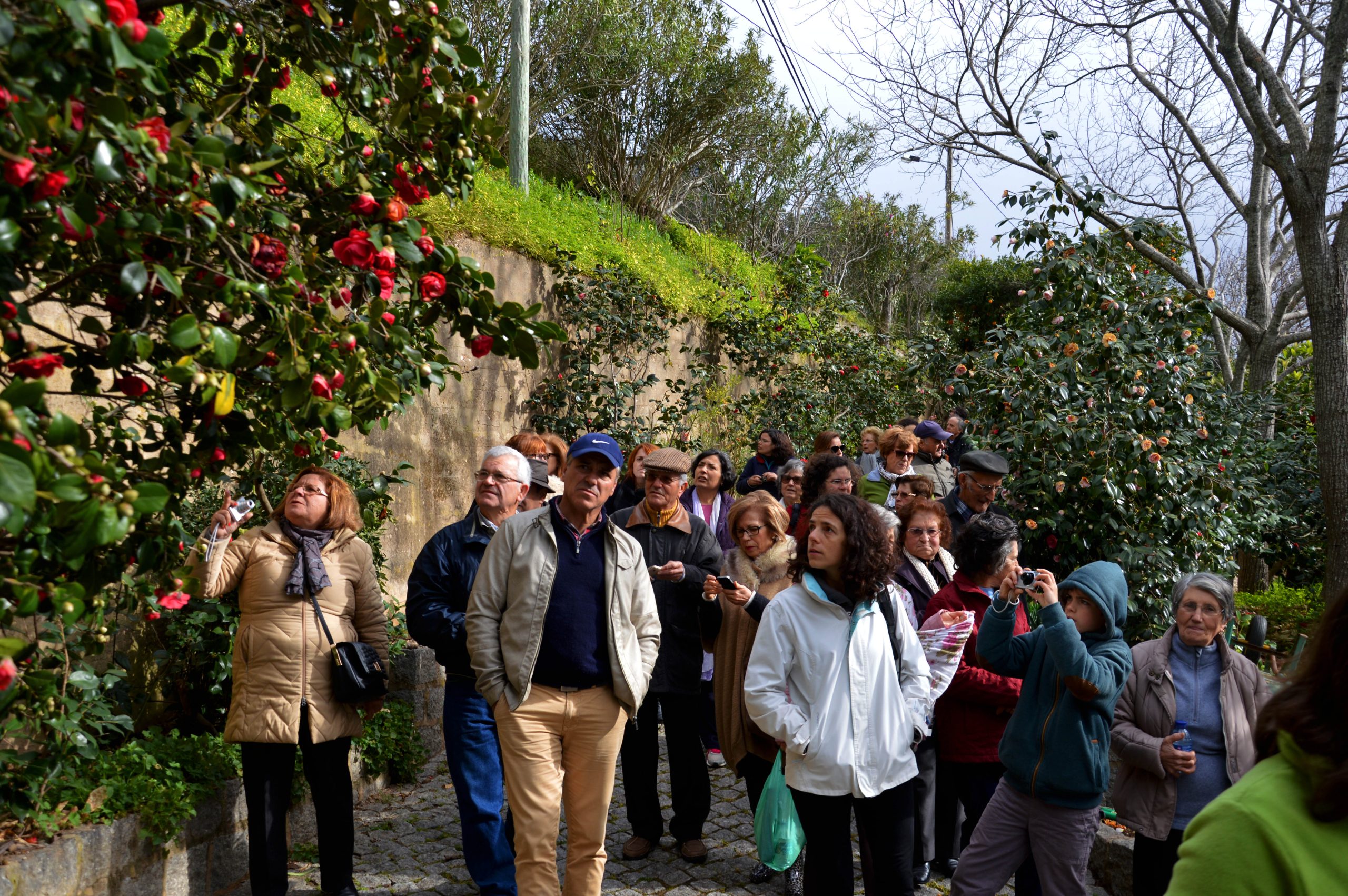 Festival das Camélias de Monchique_28