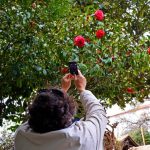 Sul Informação - Um passeio à descoberta das camélias nos jardins encantados de Monchique