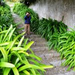 Sul Informação - Um passeio à descoberta das camélias nos jardins encantados de Monchique