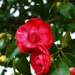 Sul Informação - Um passeio à descoberta das camélias nos jardins encantados de Monchique