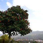 Sul Informação - Um passeio à descoberta das camélias nos jardins encantados de Monchique