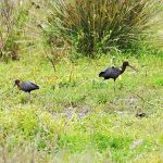 Sul Informação - Raros Íbis-pretos visitam zona alagadiça junto à cidade de Lagoa