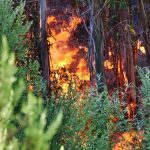 Sul Informação - Fotogaleria: Fogo continua incontrolável na Serra de Monchique