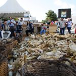 Sul Informação - Fotogaleria: Mexilhoeira Grande mostrou as suas tradições e saberes