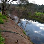 Sul Informação - Saramugo corre risco de extinção mas ainda sobrevive na Ribeira do Vascão…com ajudas