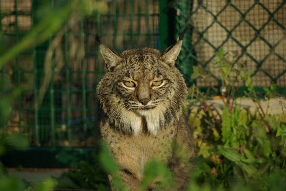 Lince AZAHAR_MAOTE_2