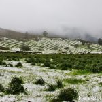 Sul Informação - FOTOGALERIA: Algarvios subiram a Serra para ver a neve em Monchique