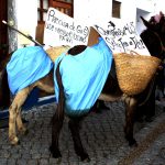 Sul Informação - FOTOGALERIA: Nem os burros de Odeceixe querem a exploração de Petróleo