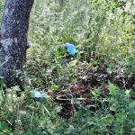 Sul Informação - FOTOGALERIA: Polícia Judiciária recolhe indícios no campo e na casa da mãe de Rodrigo Lapa