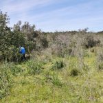 Sul Informação - FOTOGALERIA: Polícia Judiciária recolhe indícios no campo e na casa da mãe de Rodrigo Lapa