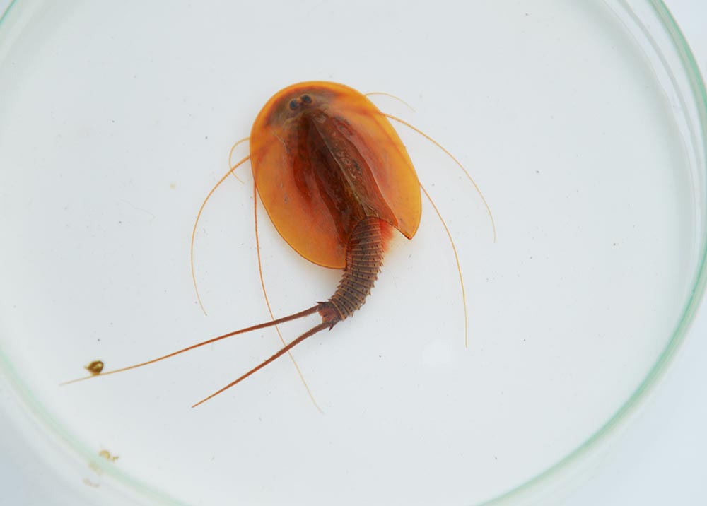 Triops vicentinus