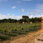 Sul Informação - Escanções salientam aumento da qualidade em novo Concurso de Vinhos do Algarve