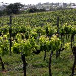 Sul Informação - Escanções salientam aumento da qualidade em novo Concurso de Vinhos do Algarve