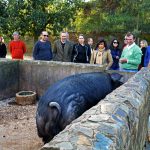 Sul Informação - Linces-ibéricos vão ter um “jardim zoológico especial” na serra de Silves