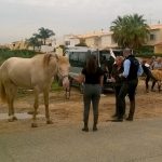 Sul Informação - Manifestantes e equídeos à porta da DGAV para pedir atuação no caso dos cavalos famintos