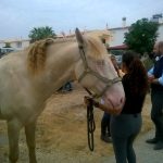 Sul Informação - Manifestantes e equídeos à porta da DGAV para pedir atuação no caso dos cavalos famintos