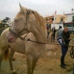 Sul Informação - Manifestantes e equídeos à porta da DGAV para pedir atuação no caso dos cavalos famintos