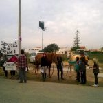 Sul Informação - Manifestantes e equídeos à porta da DGAV para pedir atuação no caso dos cavalos famintos