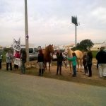 Sul Informação - Manifestantes e equídeos à porta da DGAV para pedir atuação no caso dos cavalos famintos