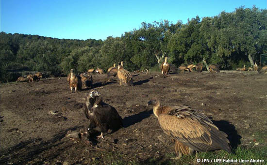 Campo de alimentação de aves necrófogas