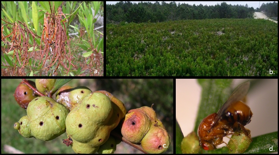 a. vagens de acácia-de-espigas, b. área dunar (re)invadida por forte germinação de acácia-de-espigas depois de uma intervenção, c. acácia-de-espigas com galhas, d. Trichilogaster acaciaelongifoliae, agente de controlo natural de acácia-de-espigas durante os testes de especificidade, em ambiente confinado (quarentena) onde foi colocado em contacto com muitas espécies não-alvo, não tendo formado galhas em nenhuma.