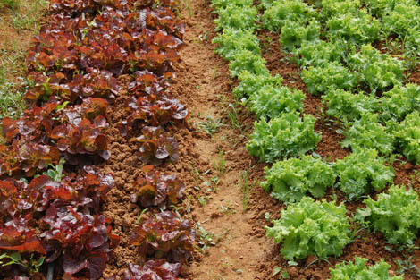 agricultura biológica