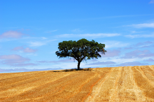 alentejo