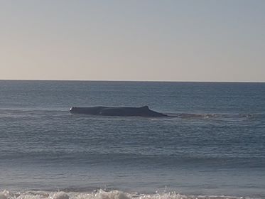 Sul Informação - Baleia encalha na Praia de Monte Gordo [com vídeo]