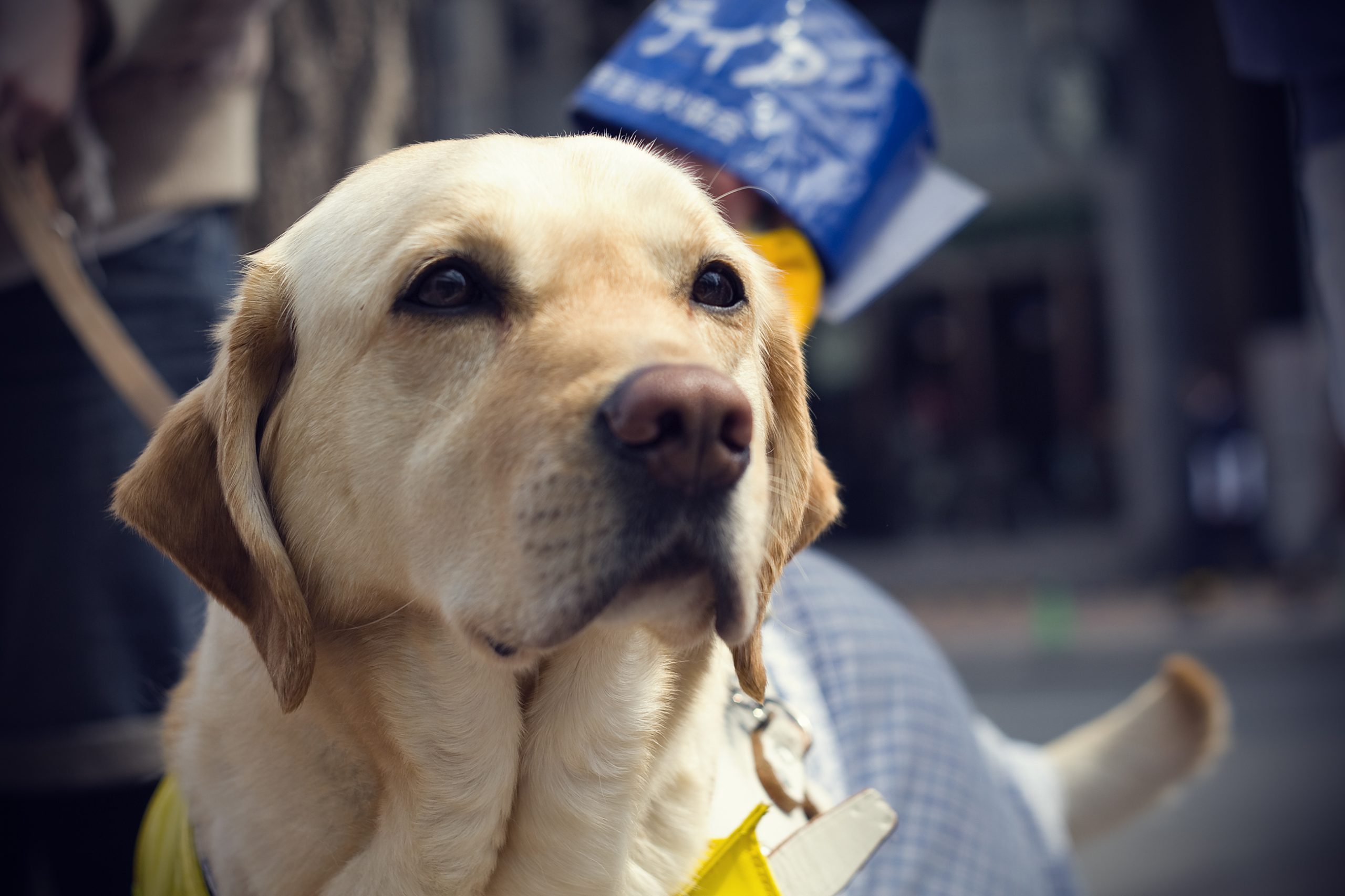 cão guia