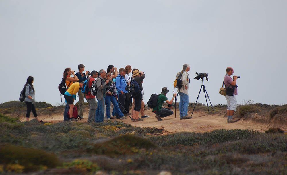 Festival de Observação de Aves Sagres - Foto de Elisabete Rodrigues|Sul Informação