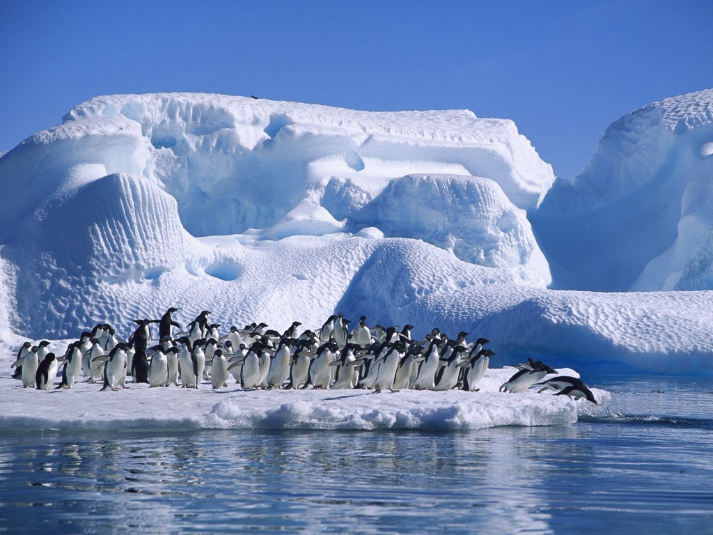 pinguins